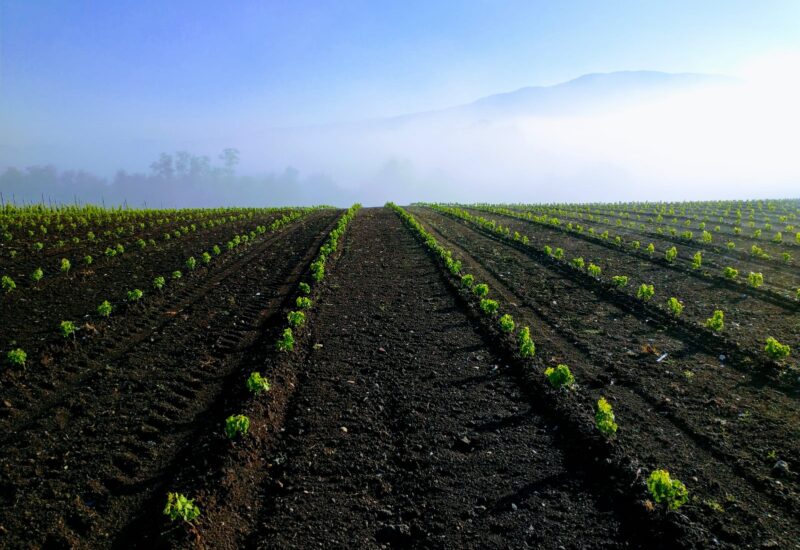 I vigneti della Selva di Paliano