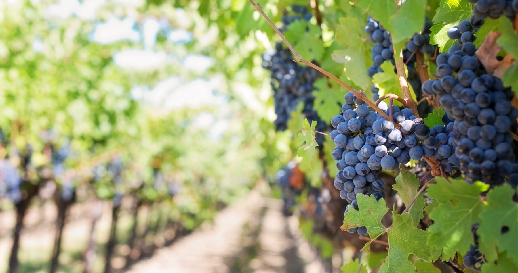 La strada del vino Cesanese
