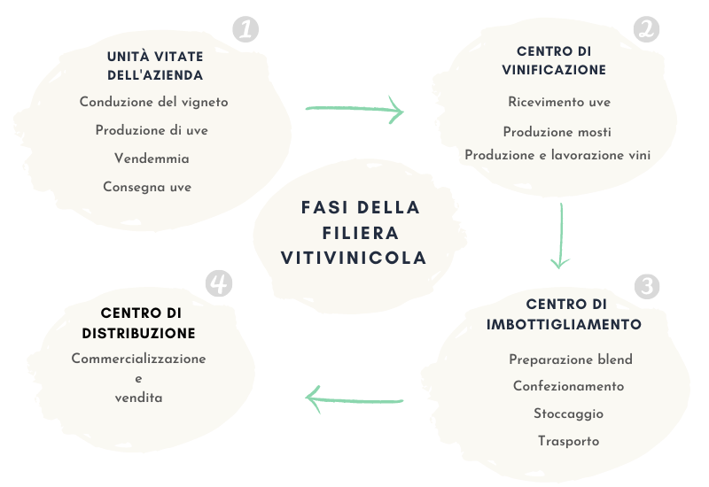 Fasi della filiera vitivinicola
